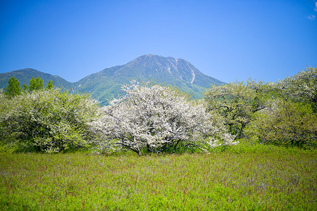 Flowering Toringo crabapples in Senjogahara