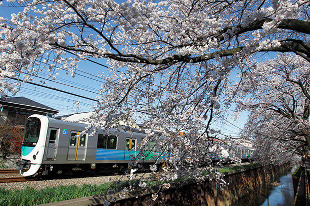 Cherry blossoms in full bloom along the Shinjuku Line