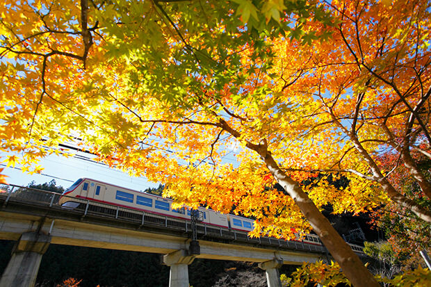 The Red Arrow Limited Express traveling through the autumn leaves