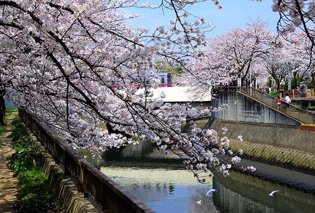 CheCherry blossoms, seagulls, and a Keisei train 3700 seriesrry blossoms