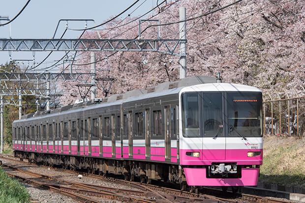 The Shin-Keisei Line and cherry blossoms in full bloom