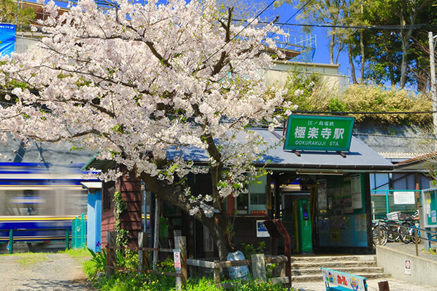 A quaint station and cherry blossoms