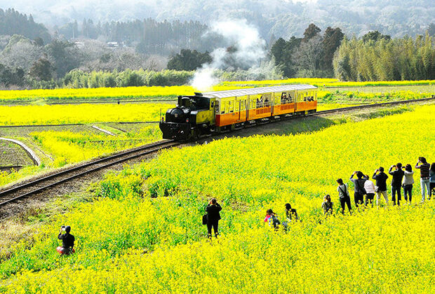 The fields of rape blossoms in Ishigami