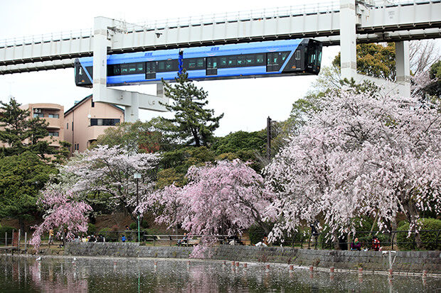 Cherry blossom viewing with the monorail