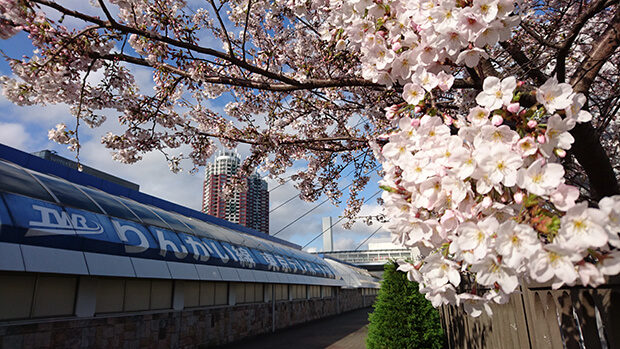 Odaiba enveloped in cherry blossoms
