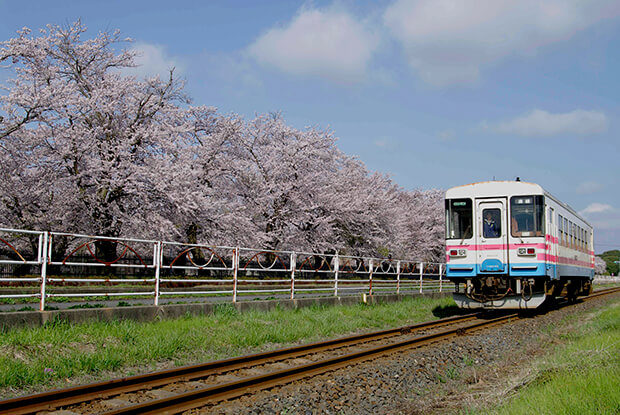 A train traveling past blooming cherry trees in spring