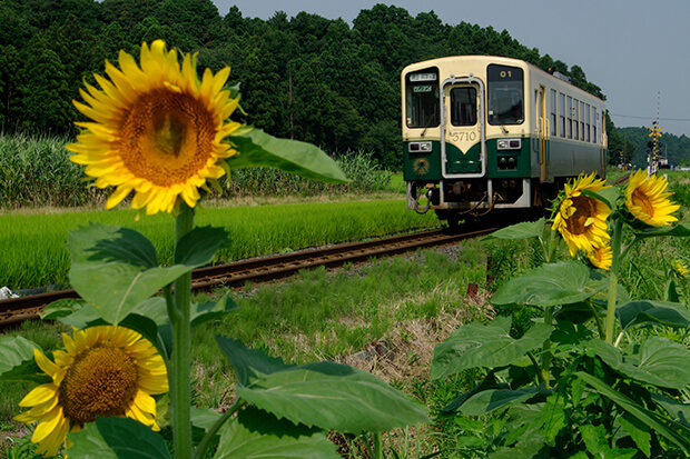 Sunflowers blooming in the summer