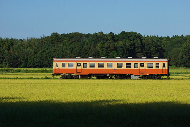 A train traveling past golden rice fields in autumn