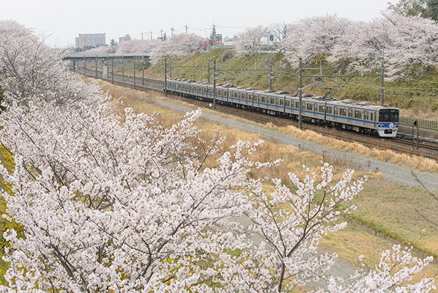 The Hokuso Railway and cherry blossoms