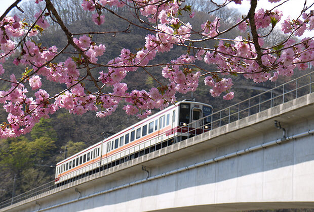 The 6050 series and cherry blossoms
