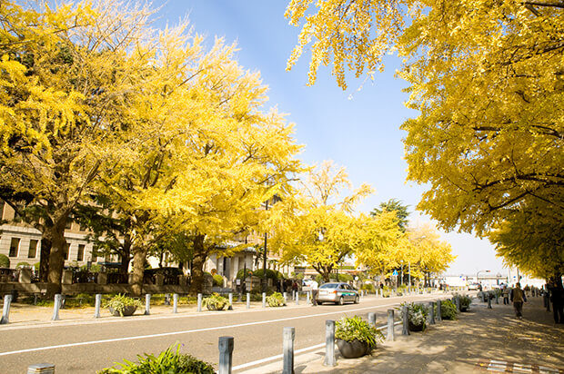 Lines of ginkgo trees turned yellow along Nihon Odori Street