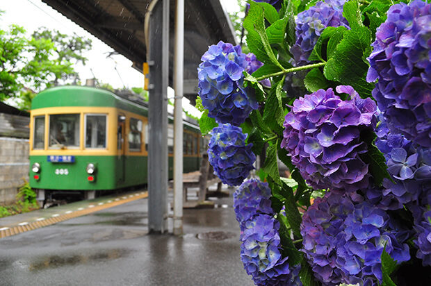 ดอกไฮเดรนเยียกับรถไฟขบวน แบบ 300